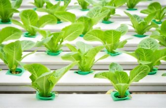 Hydroponic Vegetables