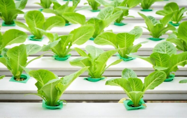 Hydroponic Vegetables