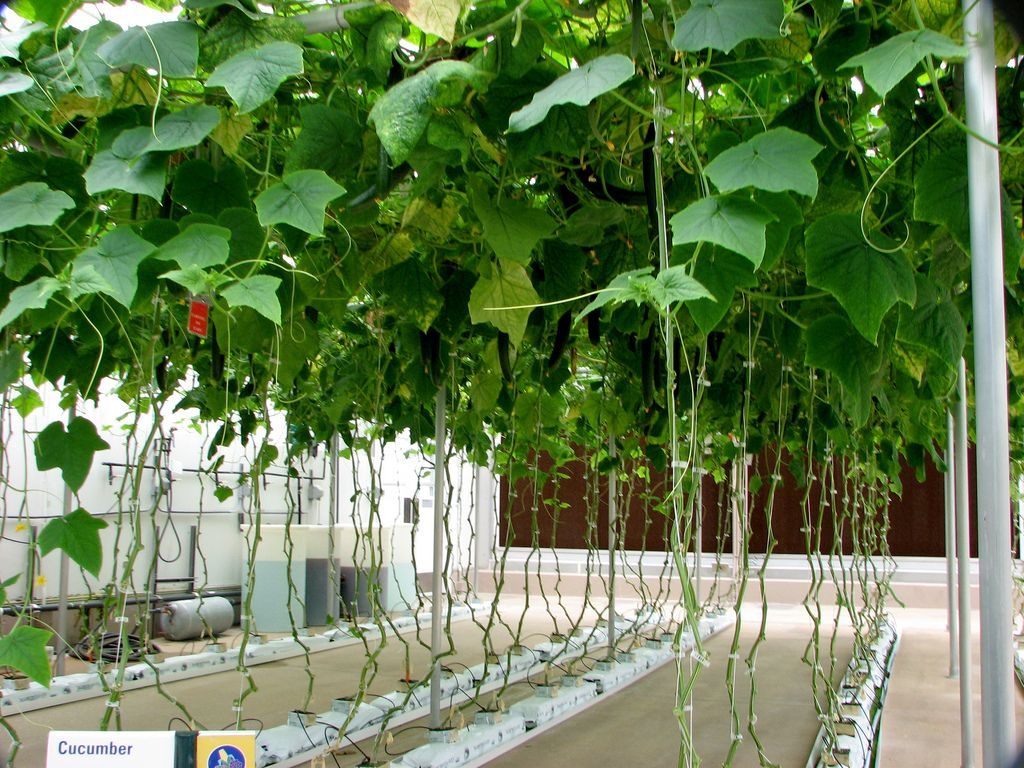 hydroponic vegetables