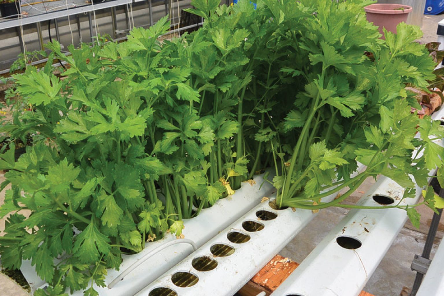 6 Hydroponic Vegetables (You Can Grow Successfully Indoors)