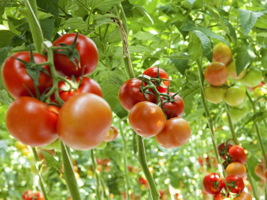 hydroponic vegetables