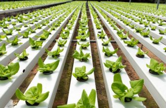 best hydroponic vegetables