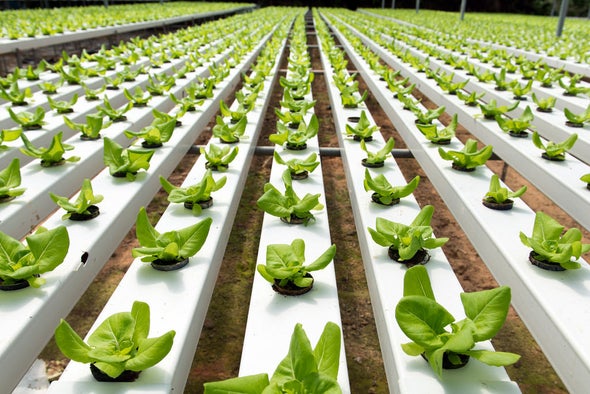 best hydroponic vegetables