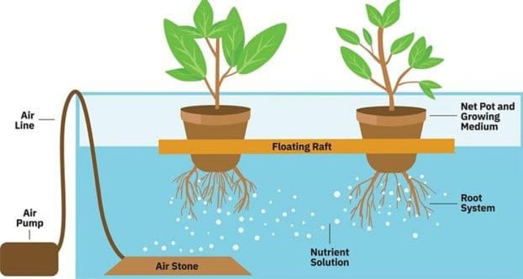 Deep Water Culture Traditional Method