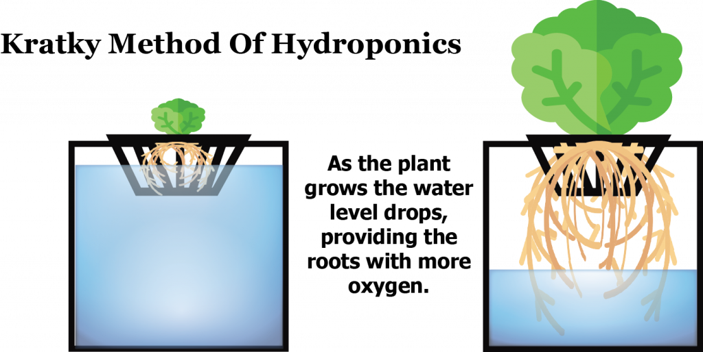 Kratky Hydroponic Method