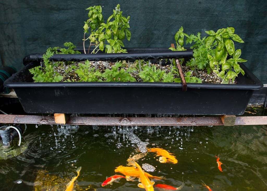 Aquaponic System with Koi Fish