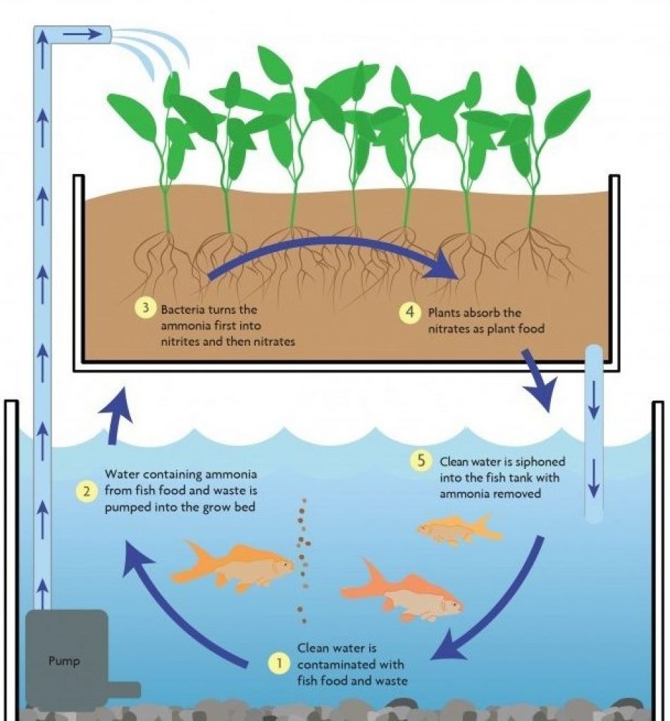 Diagram illustrating Aquaponic Process