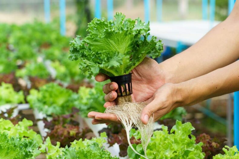 DIY Hydroponic Nutrients