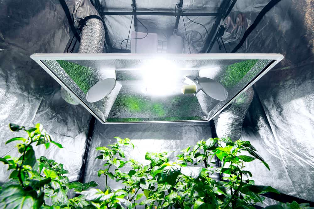 7 Grow Tents For Beginners On A Budget Climatebiz