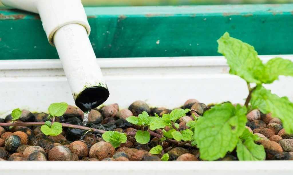 Water flowing into the substrate from a drip irrigation system