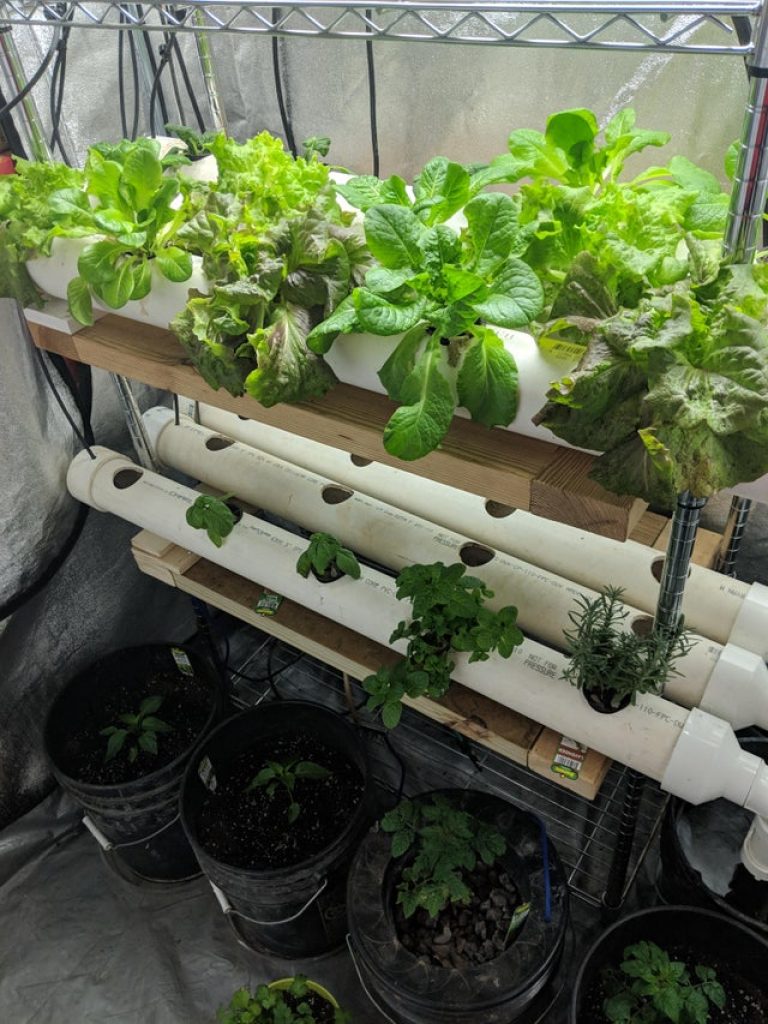 An indoor hydroponic setup in a grow tent
