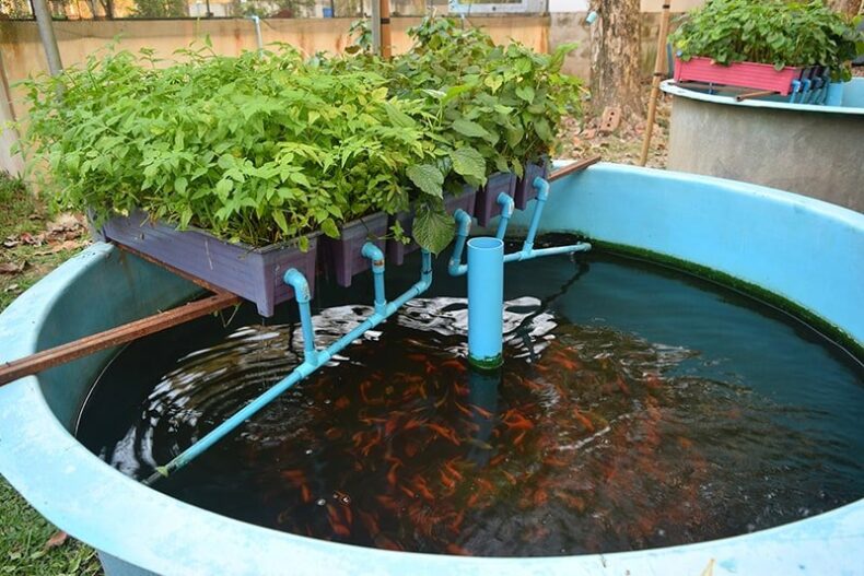 Hydroponics with fish