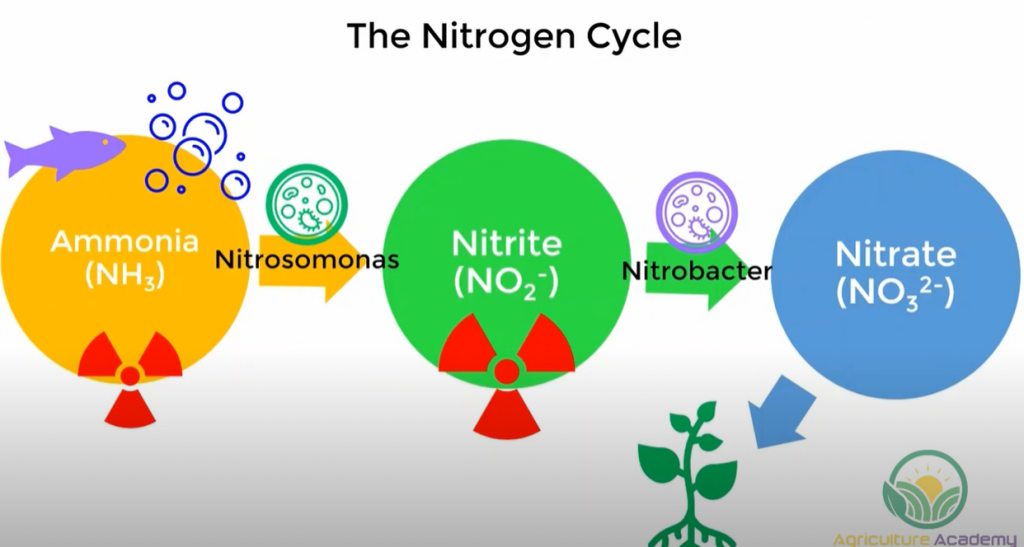 A diagram of the Nitrogen Cycle