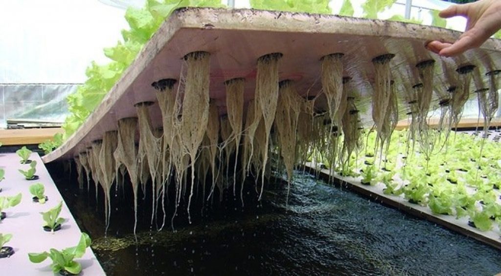 Lettuce growing on a DWC raft