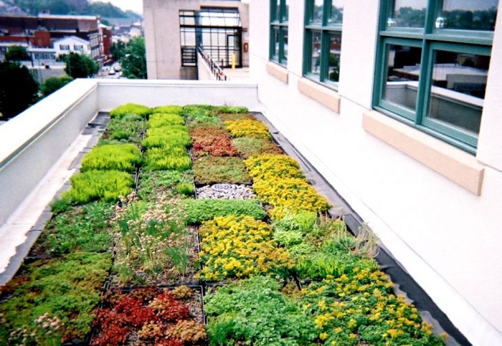 Blocks of vegetation as part of a modular, green roof system.