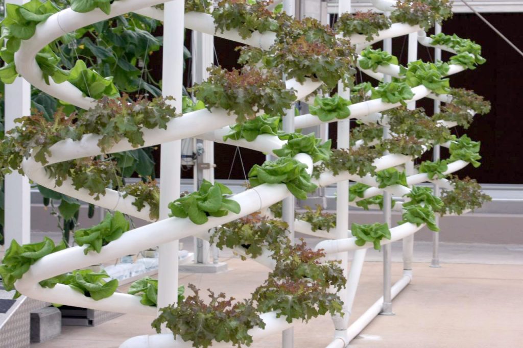 A vertical hydroponic system - easy to see how this method of growing can save on space in a green home.
