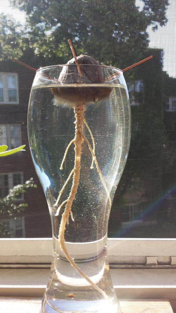A root that has emerged from an avocado seed.