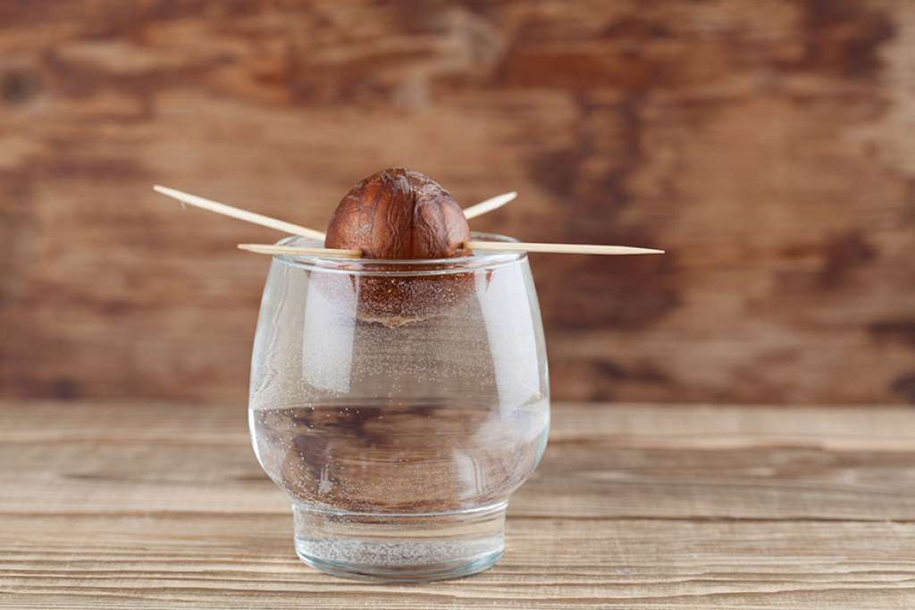 An avocado seed suspended above a glass filled with water.