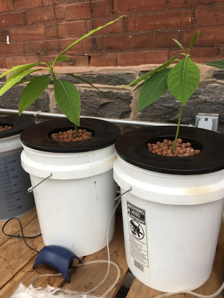Several avocado seedlings in old buckets that were converted into a hydroponic system. 
