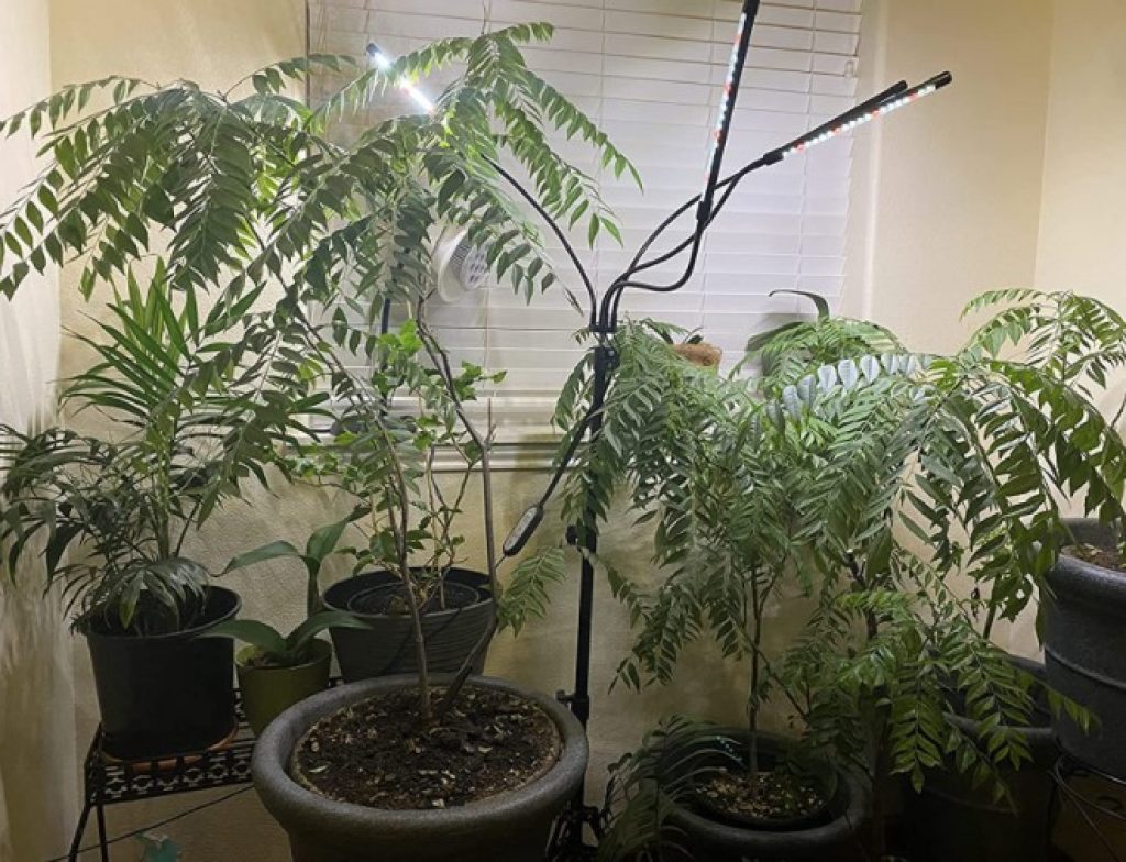 Indoor grow lights.