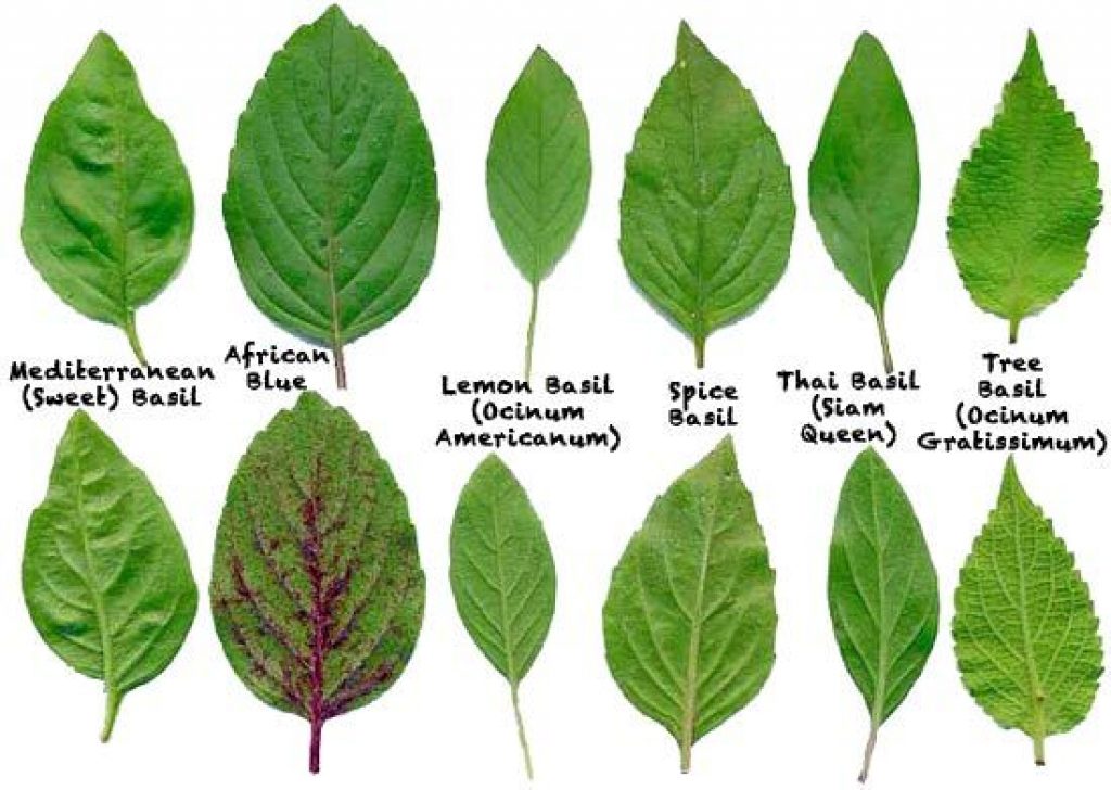 Basil Varieties.