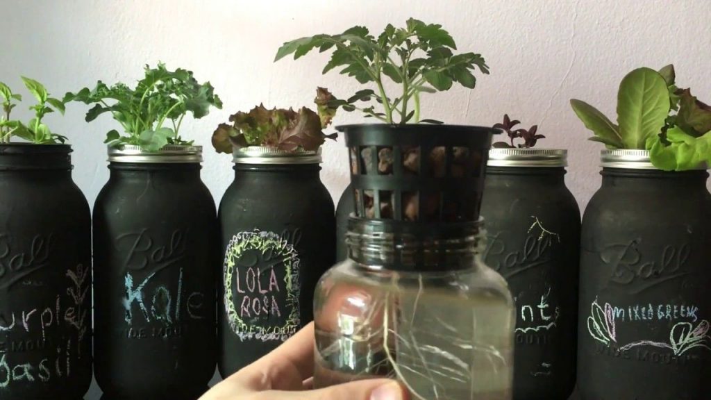 These hydroponic mason jars appear to have been spray-painted. This will protect the roots from algae growth.