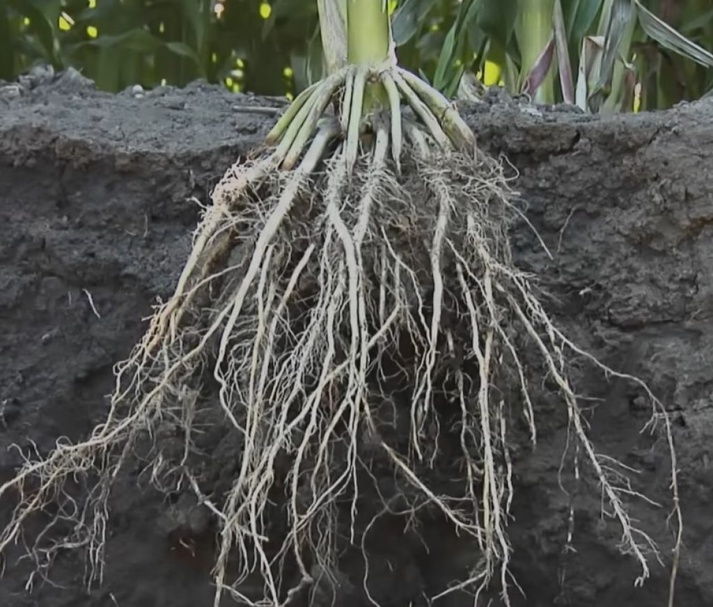 The root system of a corn plant. As you can see, the size and thickness of the roots make them unsuitable for NFT growing channels.