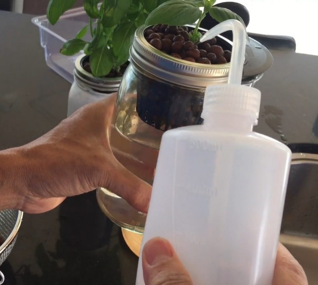 Here, nutrient solution is being used to top up the net pot. As you can see, the water level is just below the net pot itself - the Kratky method.