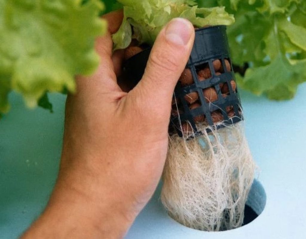 A net pot holding lettuce. Notice how the container provides the plant's roots with space to make contain with nutrient solution and oxygen.