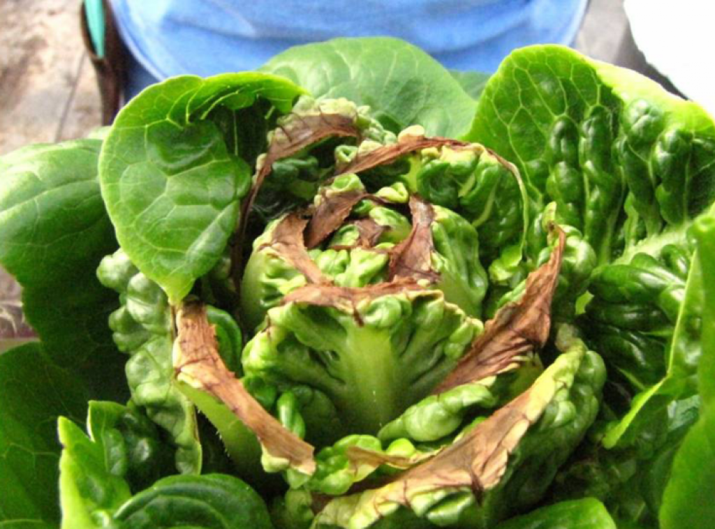 The above picture is of hydroponic lettuce suffering from inner leaf tip burn as a result of low ph levels.