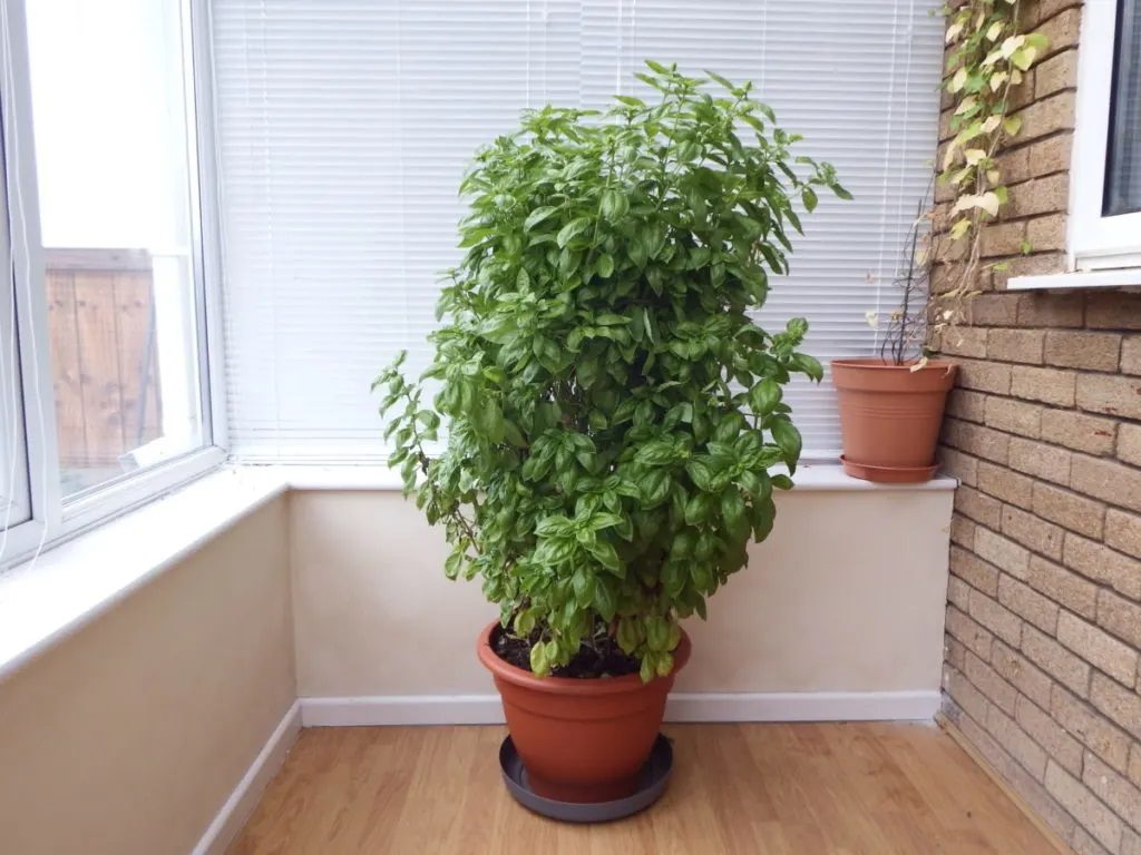 A large basil mother plant.