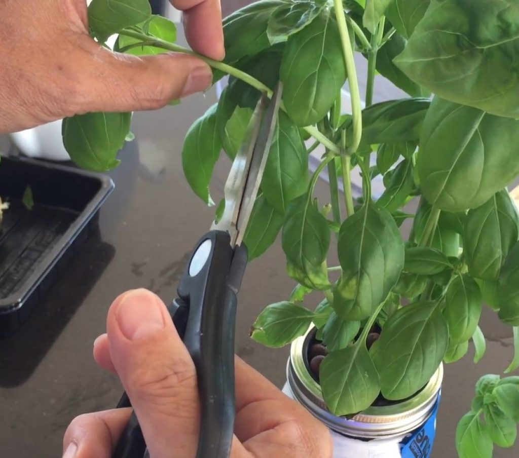 Creating a hydroponic basil cutting.