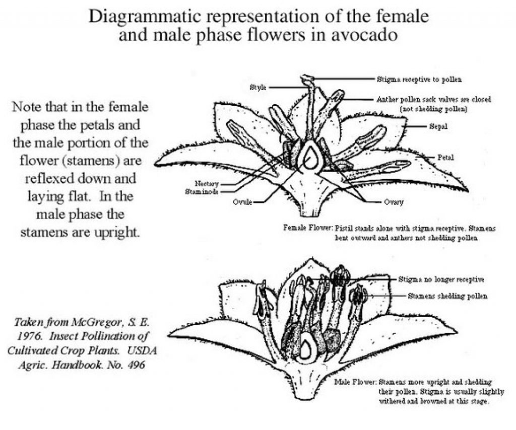 A Diagrammatic representation of the female and male phase flowers in avocado.