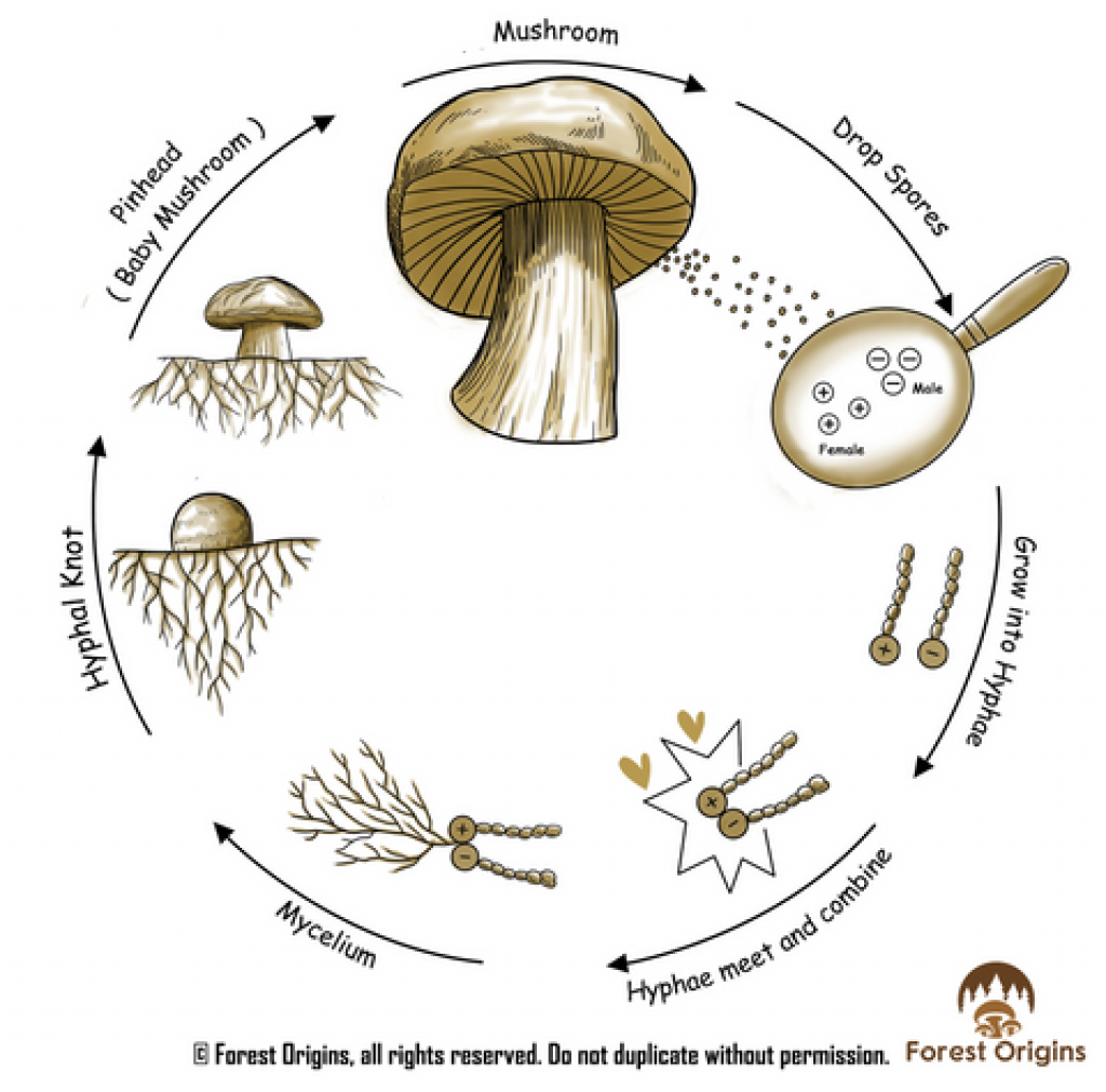 The life cycle of a mushroom - hydroponic mushrooms.