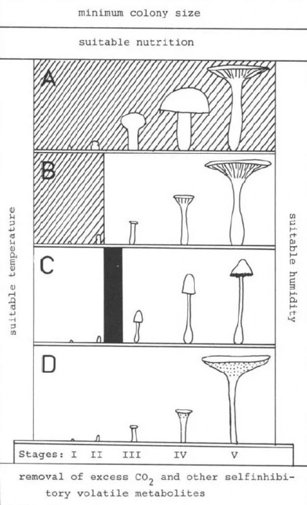 The 4 main groups of photomorphogenic mushrooms.