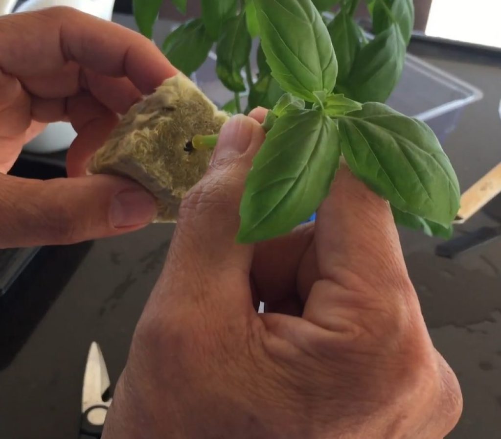 Hydroponic basil cutting being placed into Rockwool.