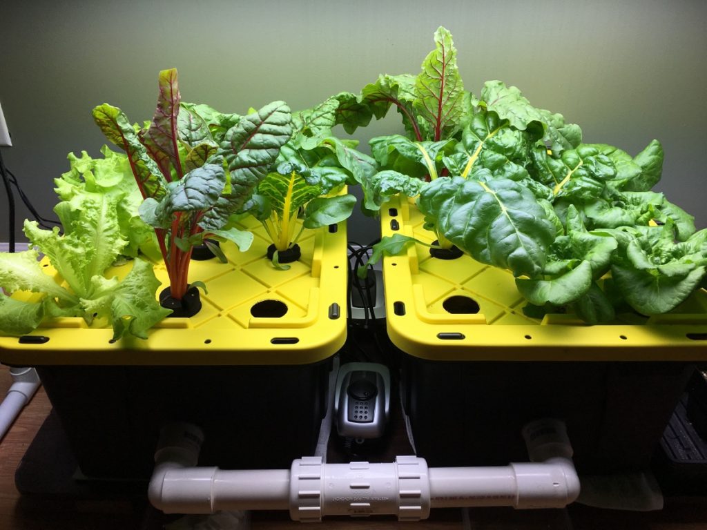Lettuce varieties growing in a DWC setup.