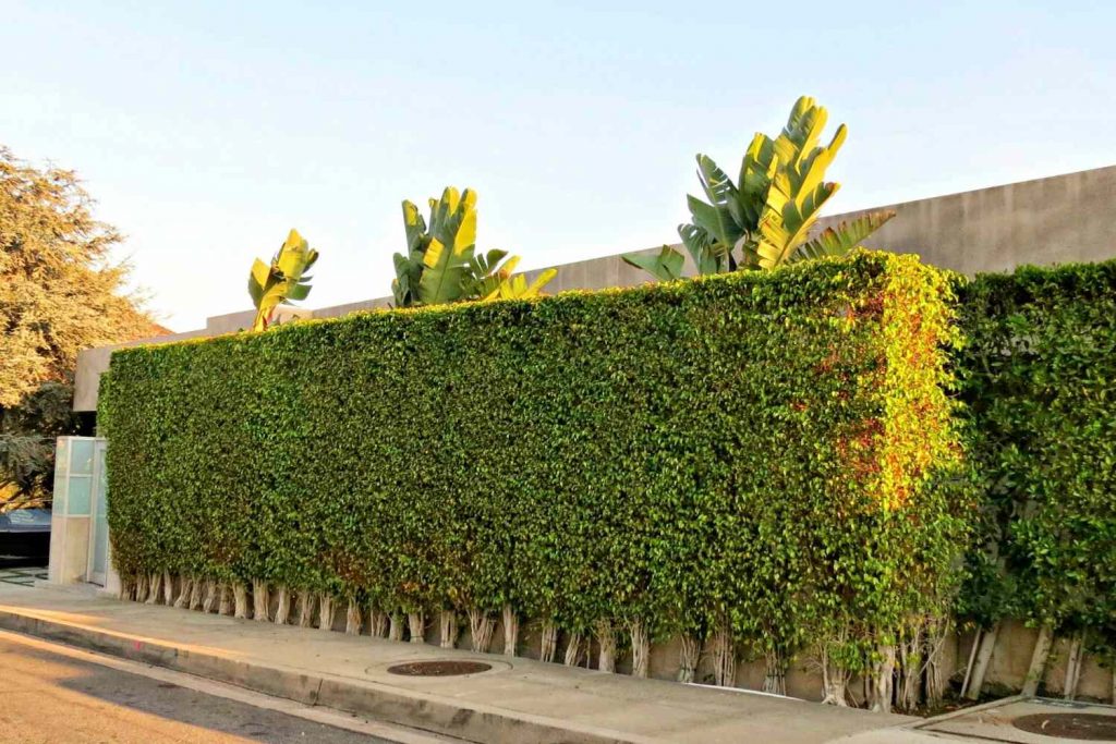 Example of a façade vertical gardening system. 
