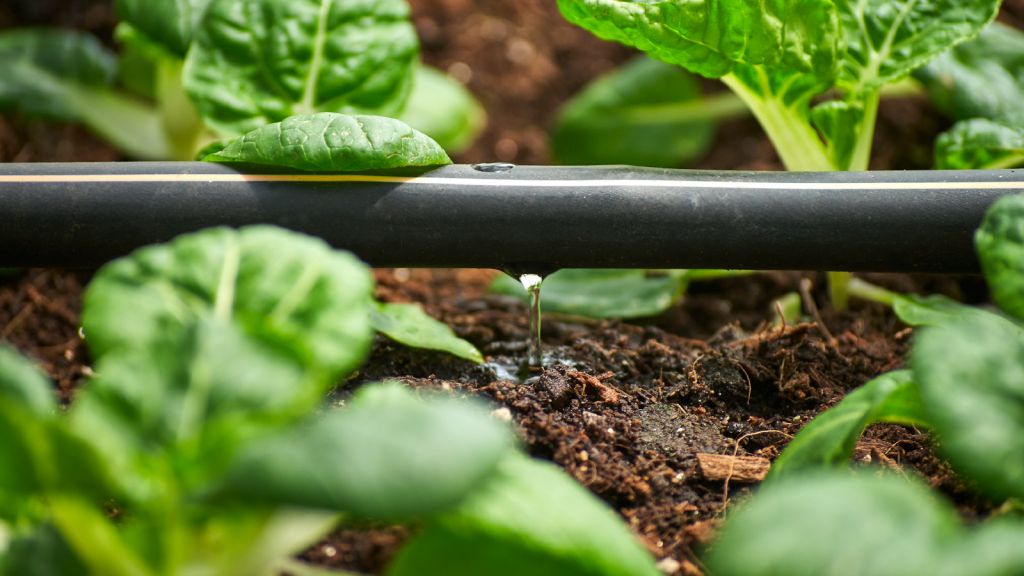 Drip irrigation. 