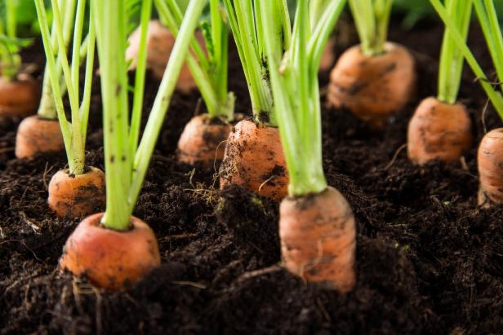 Carrots reading for pulling, one of the freshest vegetables for vertical gardening.