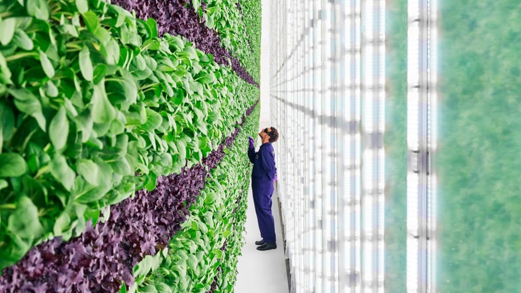 Indoor commercially grown kale. 