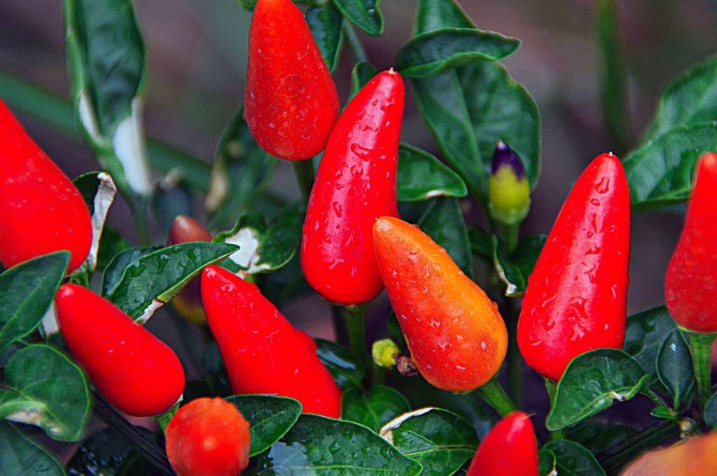 Peppers are perfect for indoor vertical farming.