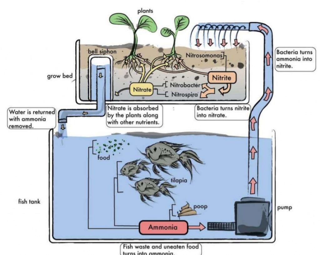 Explanatory diagram of the workings within a vertical aquaponic system 