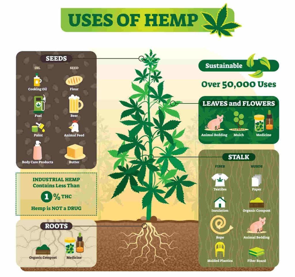 Hemp is not just a great alternative for toilet paper; it has so many other uses!