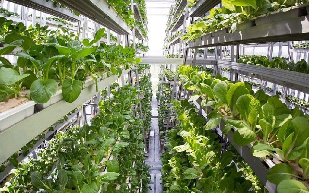 Vertical farming with spinach. 