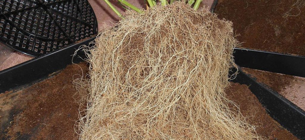 Long roots that need trimming. 