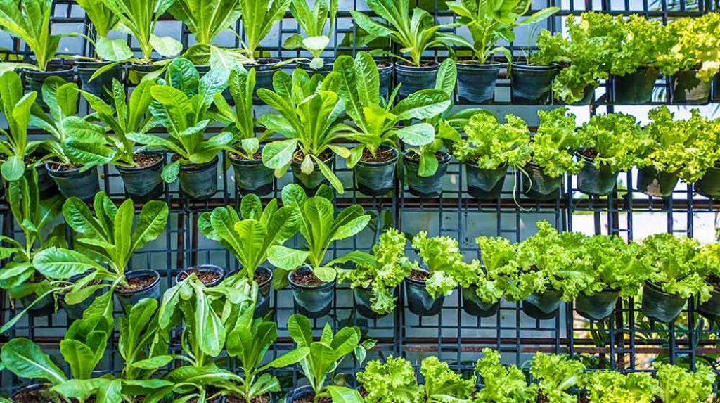 Example of a set-up with vegetables for vertical gardening