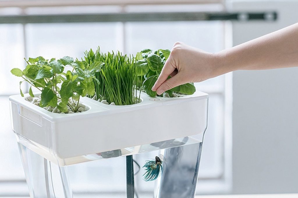 Example of an indoor aquaponic gardening set-up