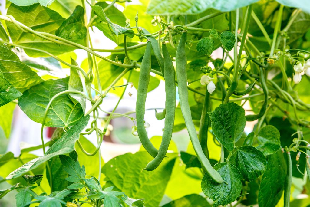 Green beans growing vertically