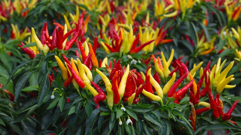 An array of chilies growing indoors as vegetables for vertical gardening.